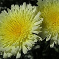 Desert Dandelion