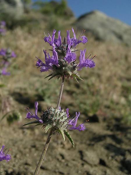 Thistle Sage