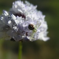 Globe Gilia and Flower Spider