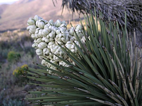 Joshua Tree