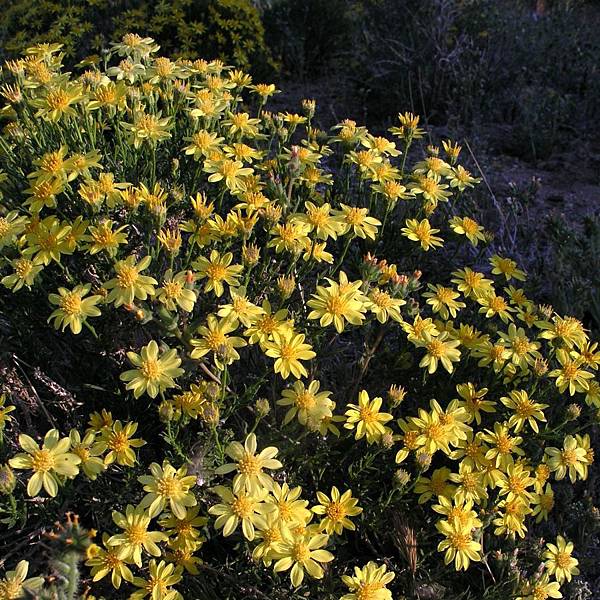 Bigelow coreopsis