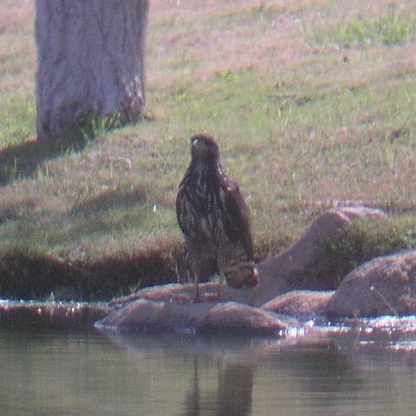 Common black hawk (juvenile) ??