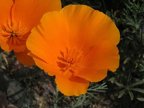 California Poppy