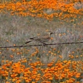 Horned Lark