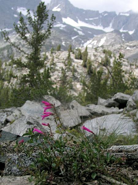 Mountain Pride and Palisade Glacier