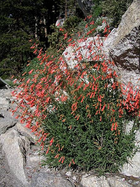 Golden-beard Penstemon