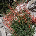 Golden-beard Penstemon