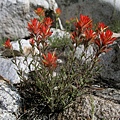 Desert Paintbrush