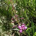 Fireweed