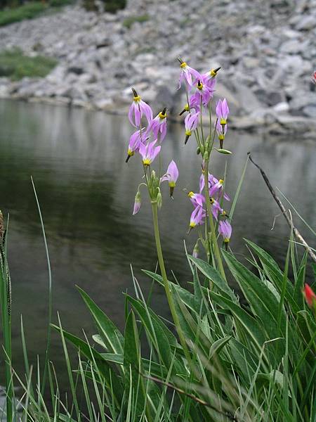 Shooting Stars at 7th Lake