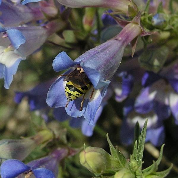 Royal Penstemon