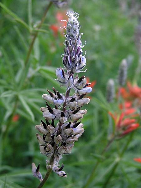 Kellogg's Lupine