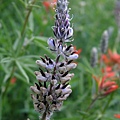 Kellogg's Lupine