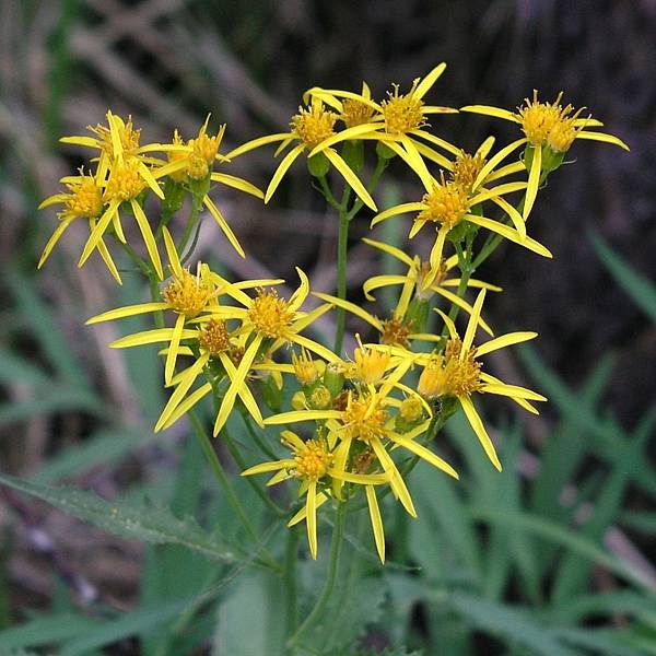 Arrowleaf Groundsel