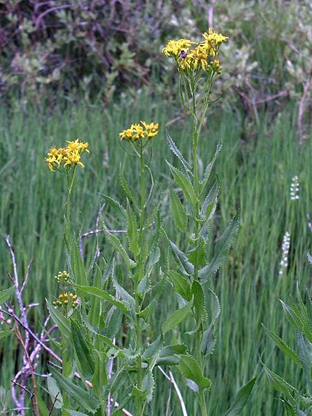 Arrowleaf Groundsel