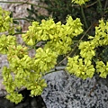 Sulphur Buckwheat