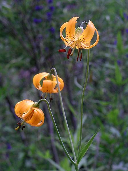 Leopard Lily