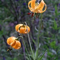 Leopard Lily