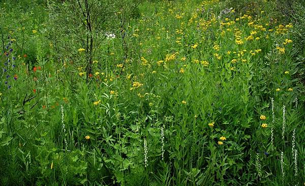 Garden along the creek