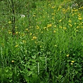 Garden along the creek