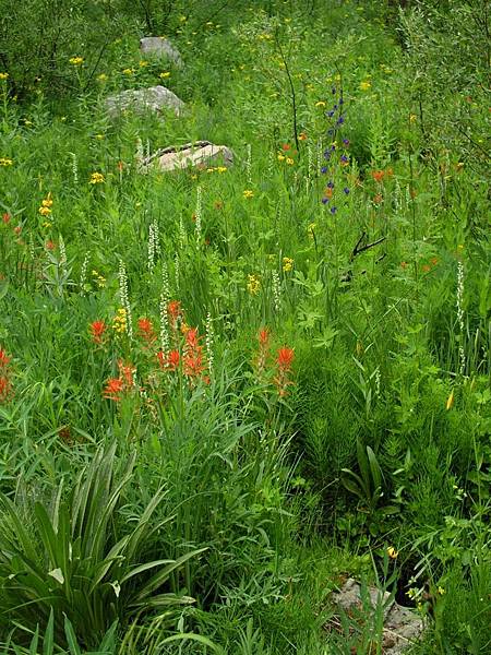 Garden along the creek