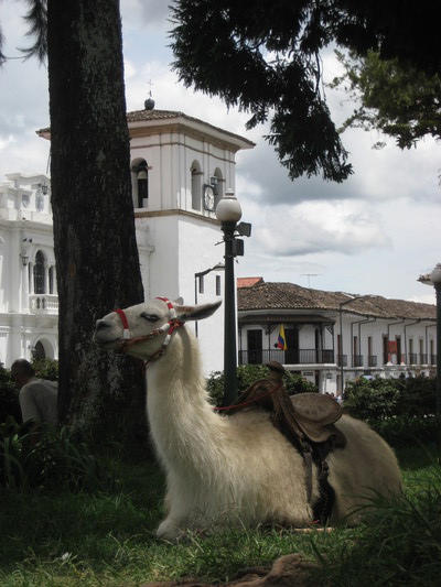 Parque Caldas y Catedral