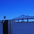 Gulls and and the Mississippi River