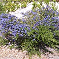 Ceanothus ‘Dark Star’ （美洲茶）