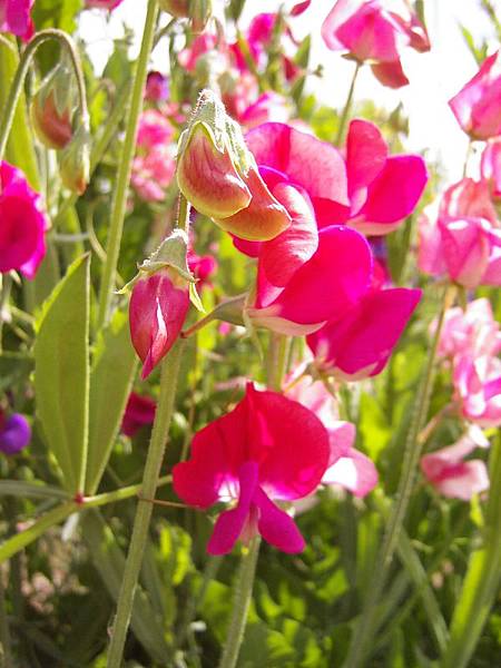 Sweet Pea （香豌豆）