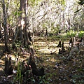 The swamp is sinking, and the trees are gradually killed by the intruding salt water