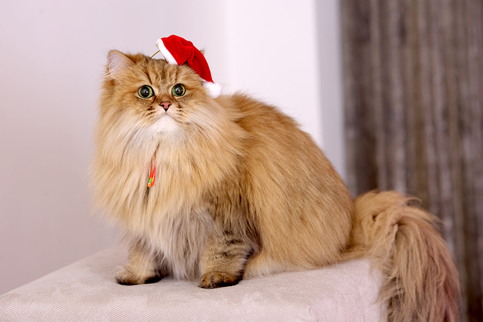 cat (19).jpg cat (19).jpg