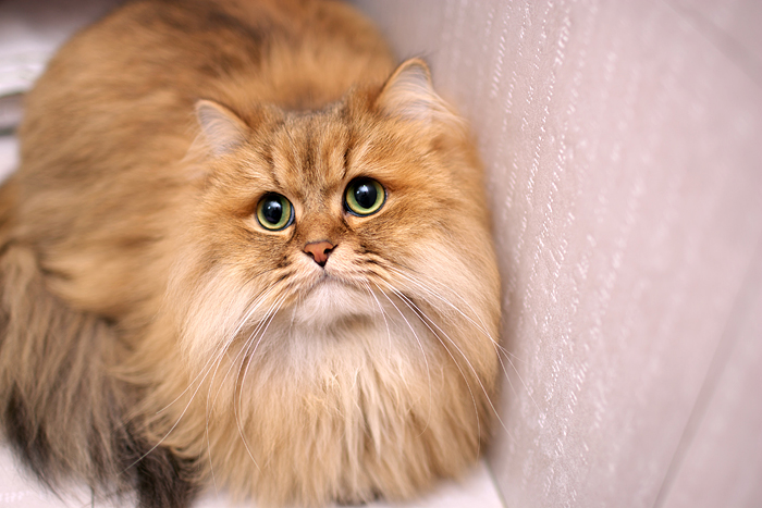 cat (27).jpg cat (27).jpg