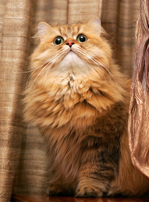 cat (589).jpg cat (589).jpg
