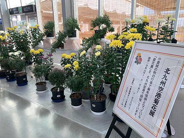小倉城菊花展 每年11月初為期二周展示 年度賞花紀錄 北九州機場有配合展出 坂金夫婦の北九州 痞客邦