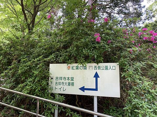 八幡 吉祥寺公園 當地市民人氣賞花景點 紫藤ふじ 北九州 賞花 坂金夫婦の北九州 痞客邦 八幡 吉祥寺公園 當地市民人氣賞花景點 紫藤ふじ 北九州 賞花 坂金夫婦の北九州 痞客邦