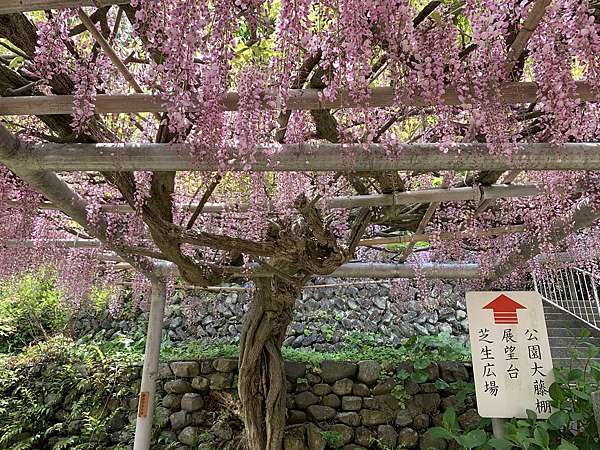 八幡 吉祥寺公園 當地市民人氣賞花景點 紫藤ふじ 北九州 賞花 坂金夫婦の北九州 痞客邦 八幡 吉祥寺公園 當地市民人氣賞花景點 紫藤ふじ 北九州 賞花 坂金夫婦の北九州 痞客邦