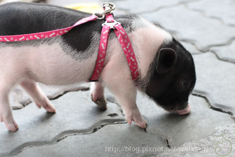 pig081207-4.jpg