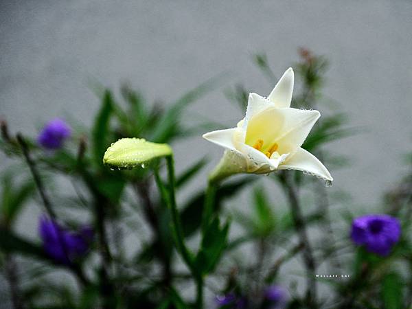 雨水百合