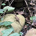 20200726_IMG_4681.JPG