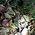 20200727_IMG_4887.JPG