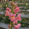 DSC04358.JPG