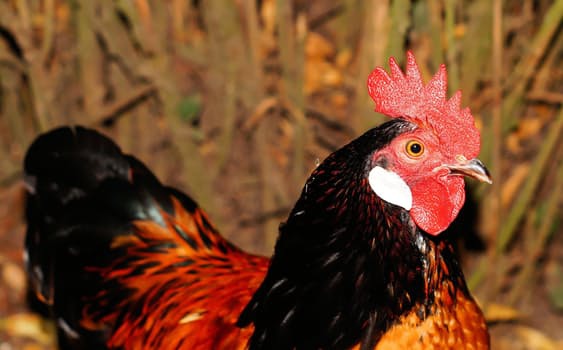 hahn-domestic-chicken-pride-red-ridge-53202