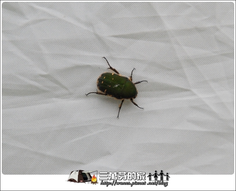 台灣小綠花金龜.JPG 台灣小綠花金龜.JPG