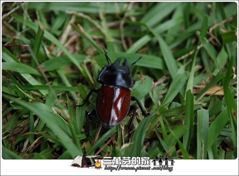 紅圓翅-2.JPG 紅圓翅-2.JPG