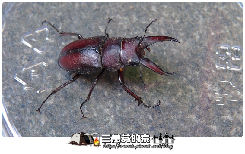 高砂鋸-1 高砂鋸-1
