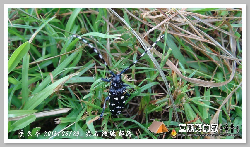 星天牛-1 星天牛-1