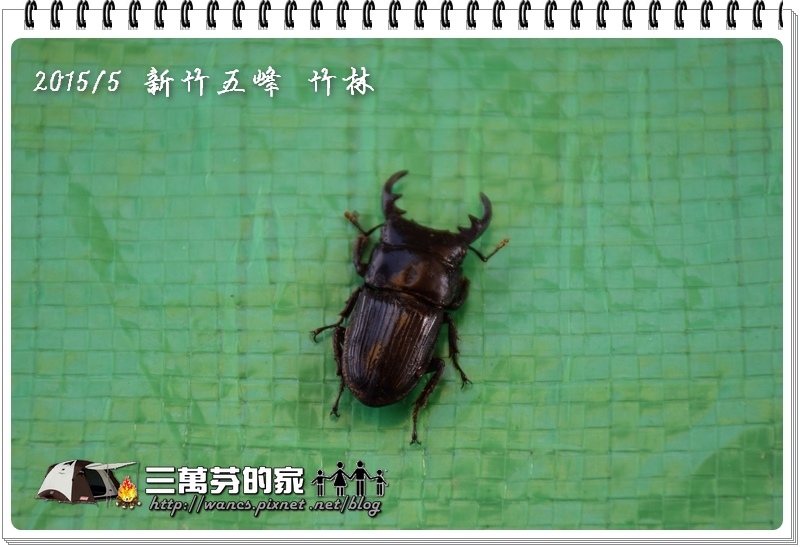 台灣肥角鍬-1 台灣肥角鍬-1