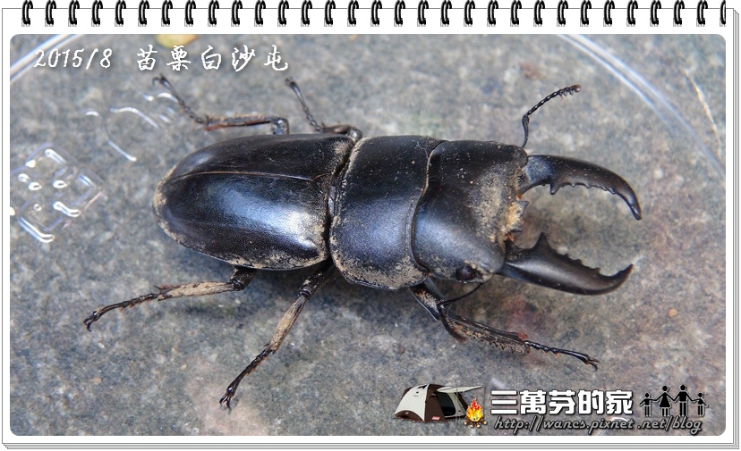 台灣扁鍬-1 台灣扁鍬-1