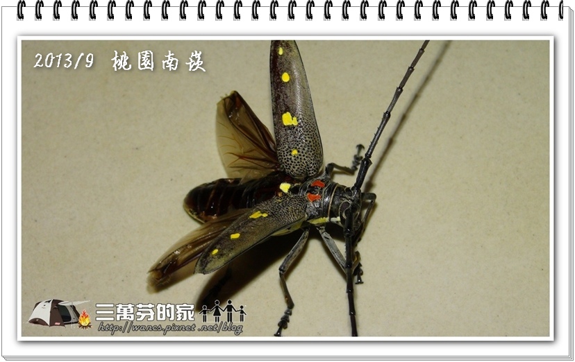 無花果天牛-1 無花果天牛-1