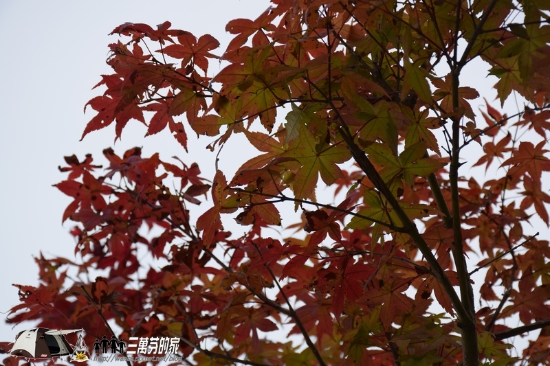 DSC_0045.JPG DSC_0045.JPG